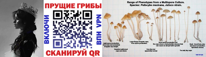 Галлюциногенные грибы Psilocybine cubensis  купить наркотик  Апрелевка 